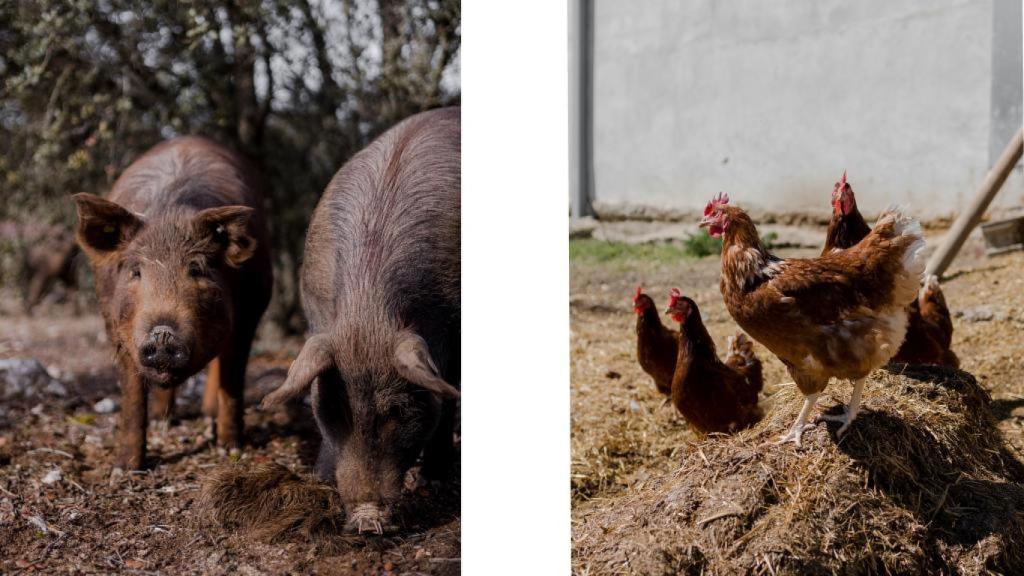 Cerdos ibéricos y pollos de campo, animales felices en la granja de Roostiq.