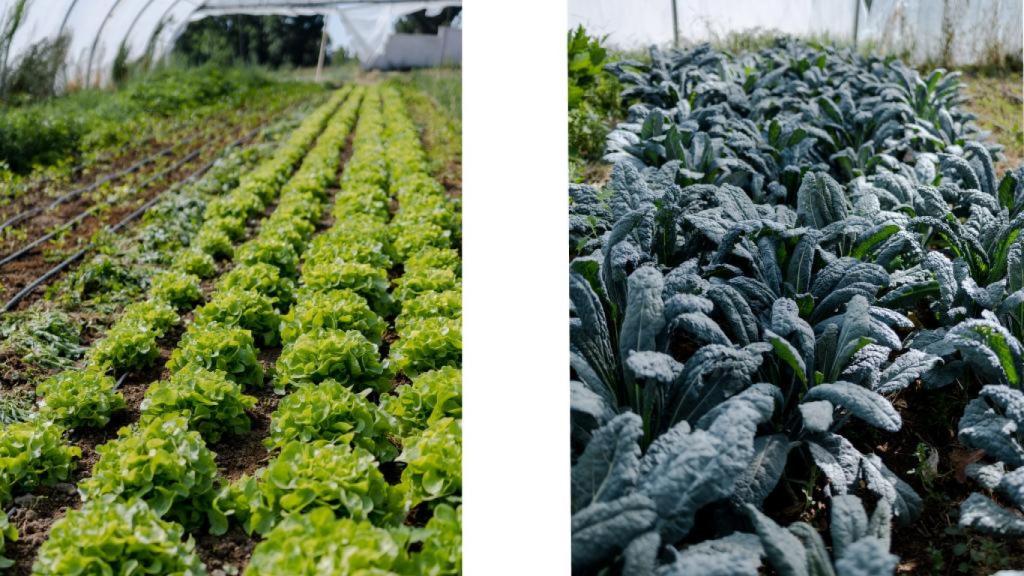 Roostiq cuenta con tres fincas donde cultiva un buen número de hortalizas.