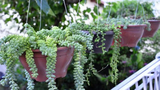 Suculentas colgadas.
