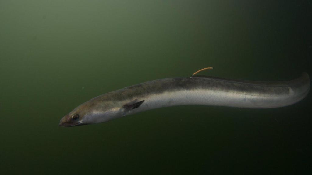 Ya es oficial: esta es la fecha de apertura de la veda de pesca de anguila en las rías de Vigo y Arousa