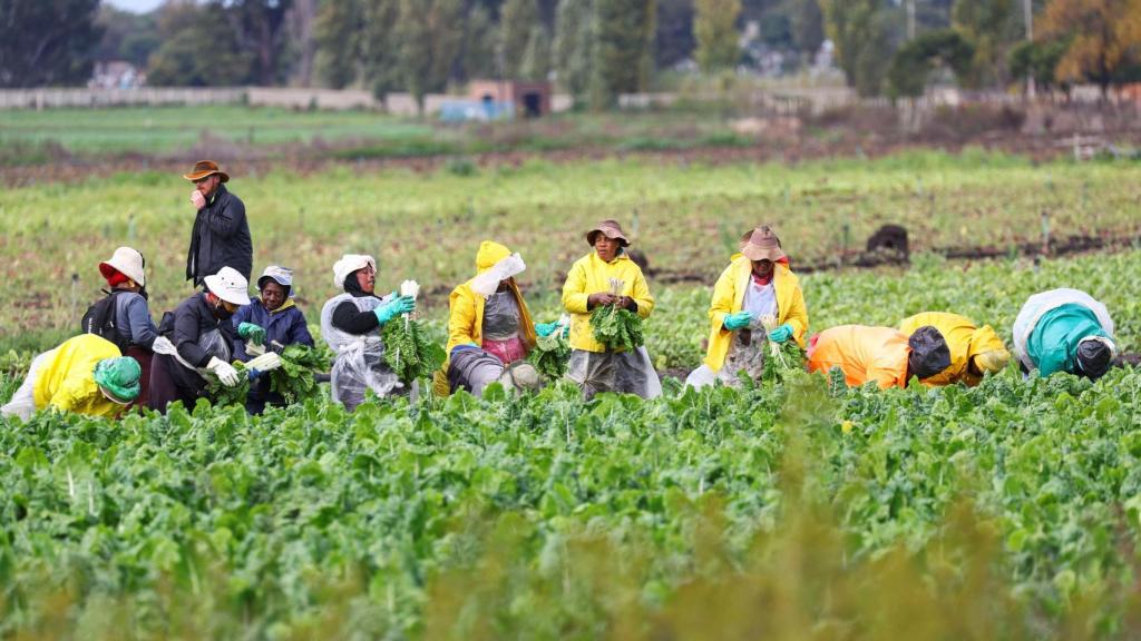 Trabajadores cosechan espinacas en una granja en Klippoortje, a las afueras de Johannesburgo, Sudáfrica, el 25 de abril de 2022.