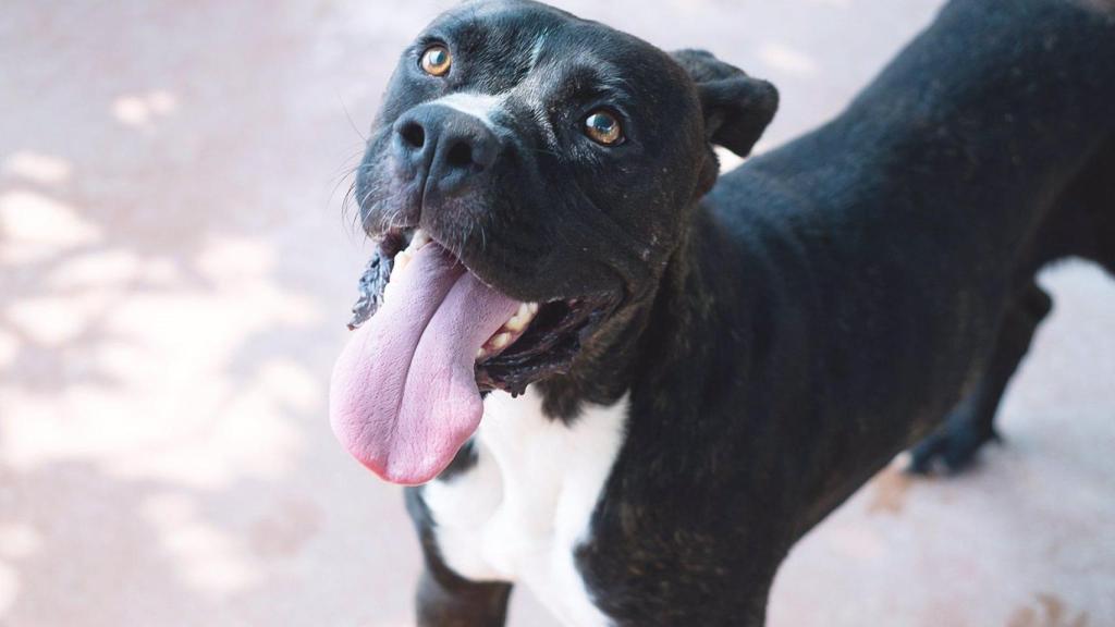 Imagen de archivo de un perro.