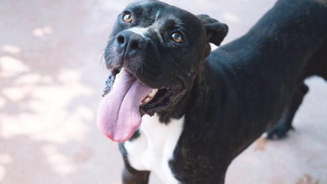 Imagen de archivo de un perro.