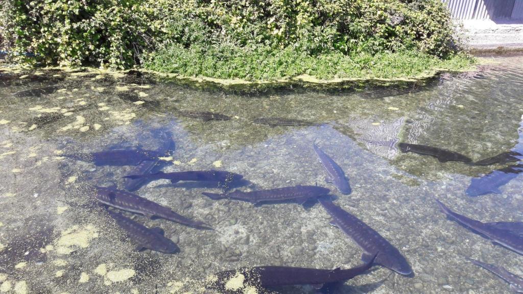 Una de las piscinas de esturiones.
