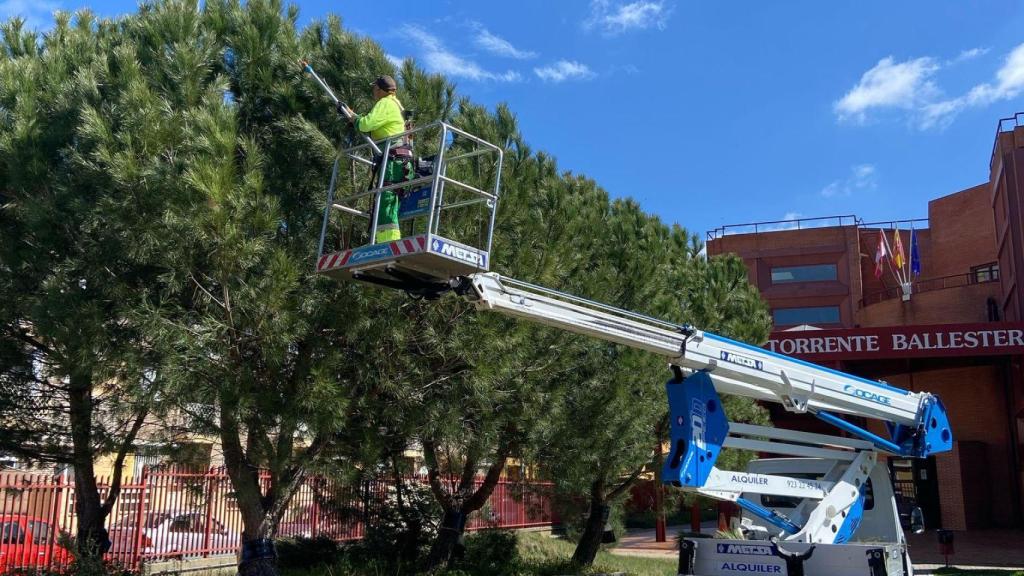 Imágenes de la campaña contra la procesionaria.