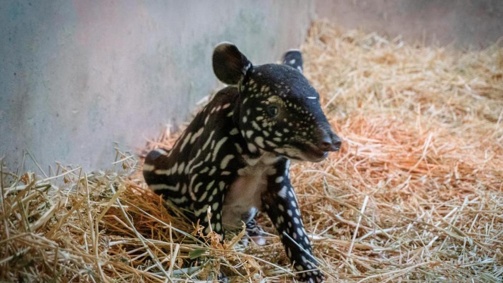 La cría de tapir malayo.