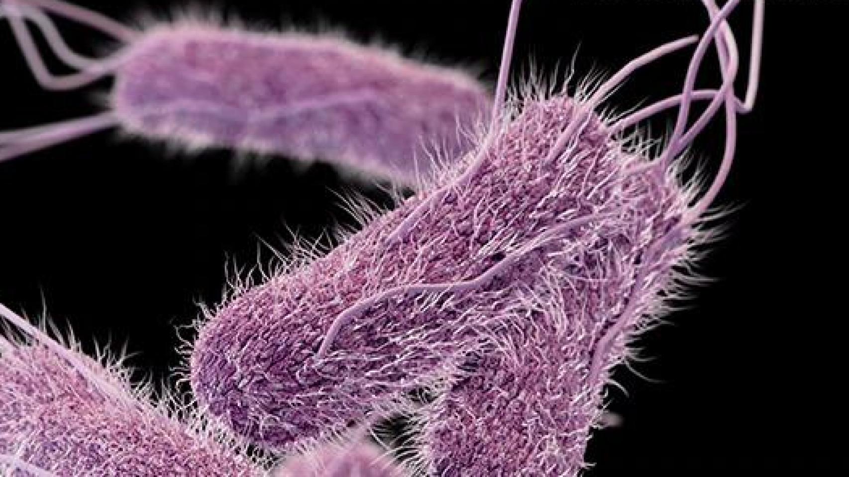 Bacterias del género 'Salmonella'.