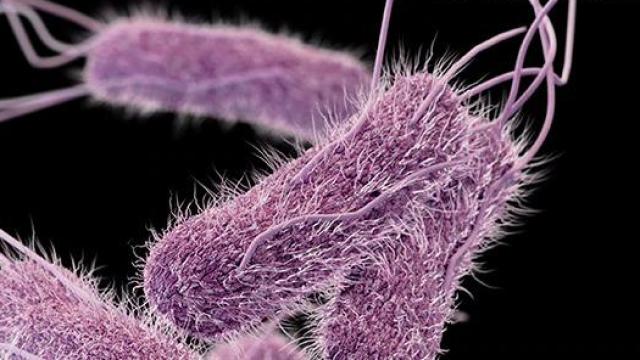 Bacterias del género 'Salmonella'.