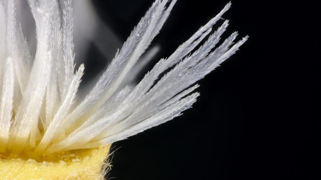 Semilla de Centaurea pinnata. Fotografía macroscópica realizada con microscopio estereoscópico.