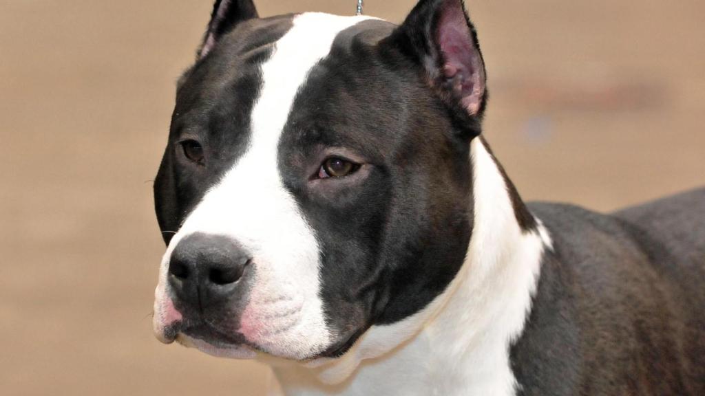 Es una raza considerada como peligrosa.