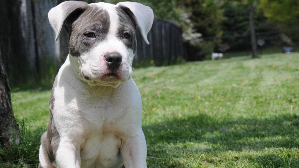 La bebé fue atacada por dos.