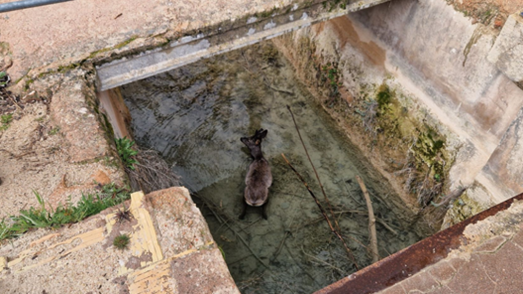Corzo rescatado en el Parque Natural Lagunas de Ruidera por el SEPRONA de Ciudad Real.