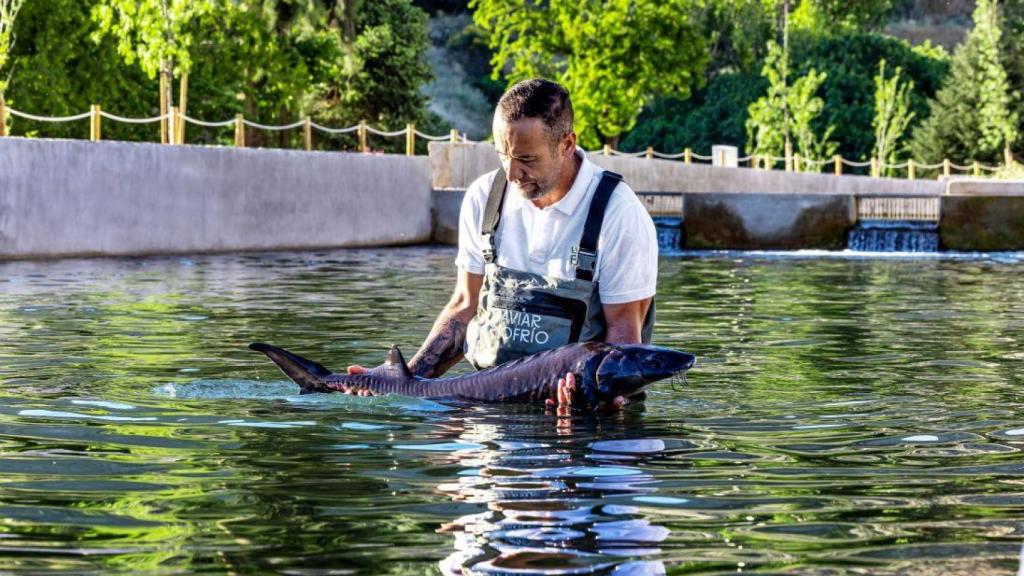 Piscifactoría de caviar de esturión en Riofrío, Granada.