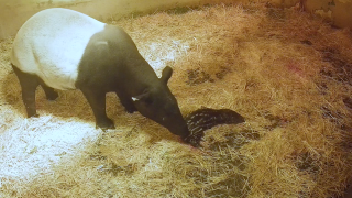 Este el bonito momento en el que nace el primer tapir malayo en España en Bioparc Fuengirola