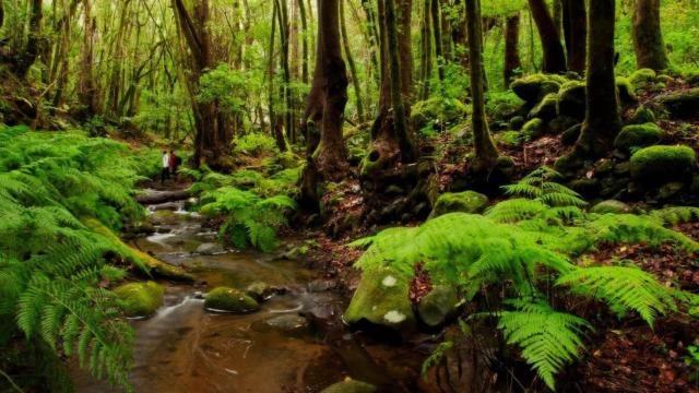 ⁠El bosque más antiguo de España está escondido fuera de la Península Ibérica: un tesoro de 20 millones de años