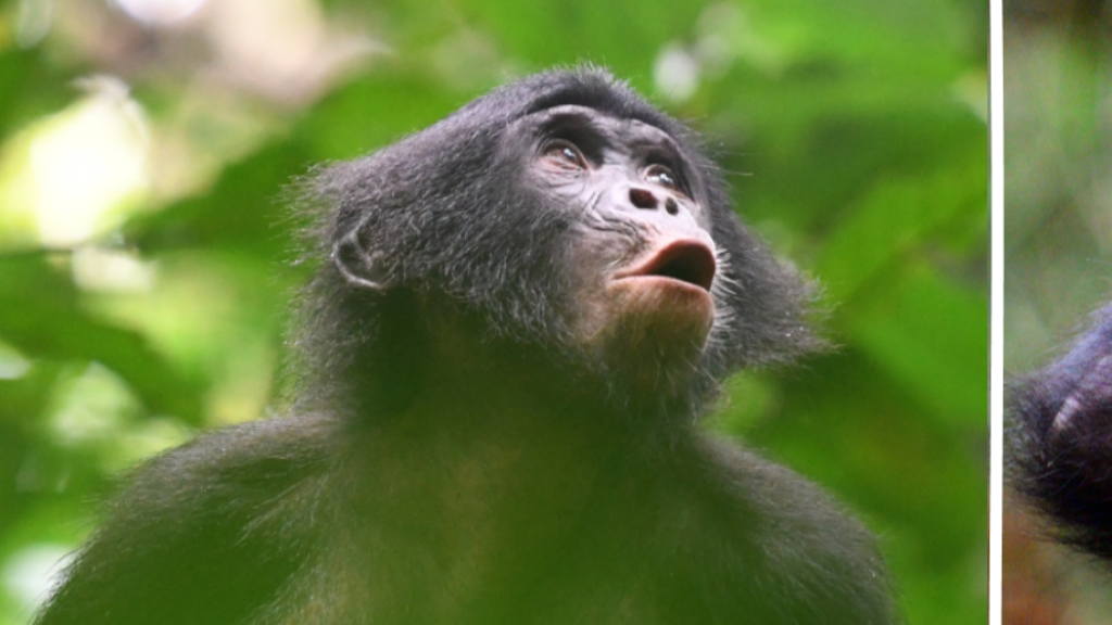 Dos bonobos, Mi y Tupac, del Kokolopori Bonobo Research Project.