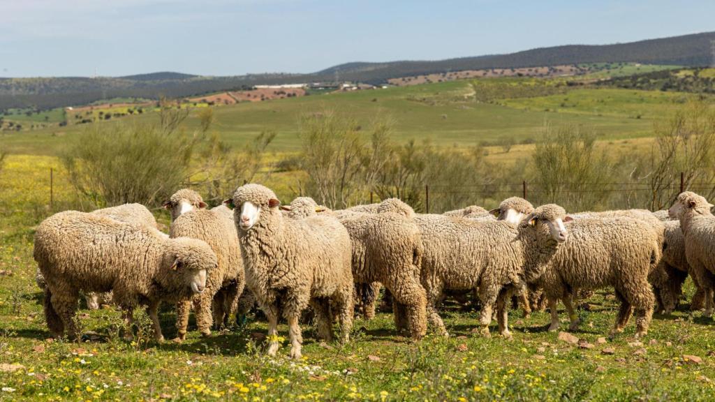 Rebaño de ovejas merinas de Wool4Life en Mota del Cuervo (Cuenca).