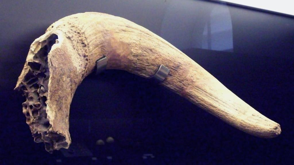 Cuerno de uro de 200.000 años hallado en Rivas-Vaciamadrid. https://es.wikipedia.org