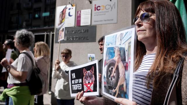 Pacma se manifiesta en Valladolid para proteger al lobo