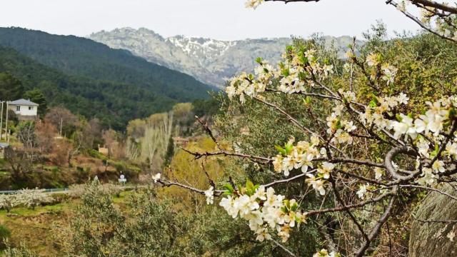 Cerezos en flor en El Hornillo (Ávila)