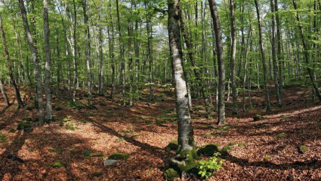 Un bosque mágico poco conocido en España: un hayedo rodeado de volcanes que crece sobre la lava