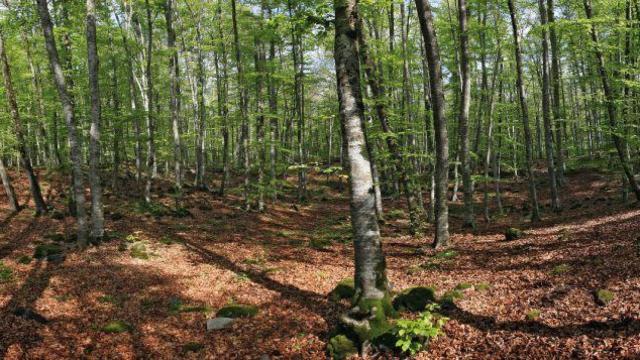 Un bosque mágico poco conocido en España: un hayedo rodeado de volcanes que crece sobre la lava