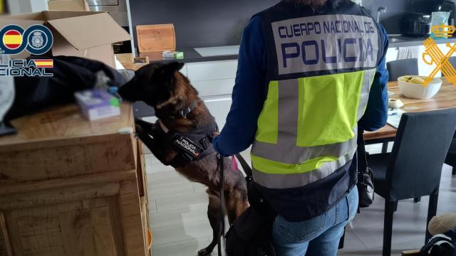 Un perro policía busca evidencias en el domicilio de uno de los implicados.