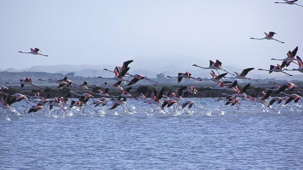 Flamencos en el Parque Natural de las Salinas de Santa Pola.
