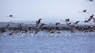 Flamencos en el Parque Natural de las Salinas de Santa Pola.