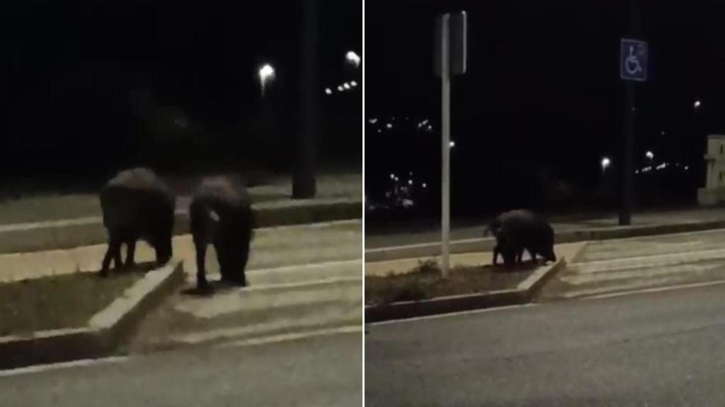 Una piara de jabalíes se pasea por el barrio de Novo Mesoiro, en A Coruña