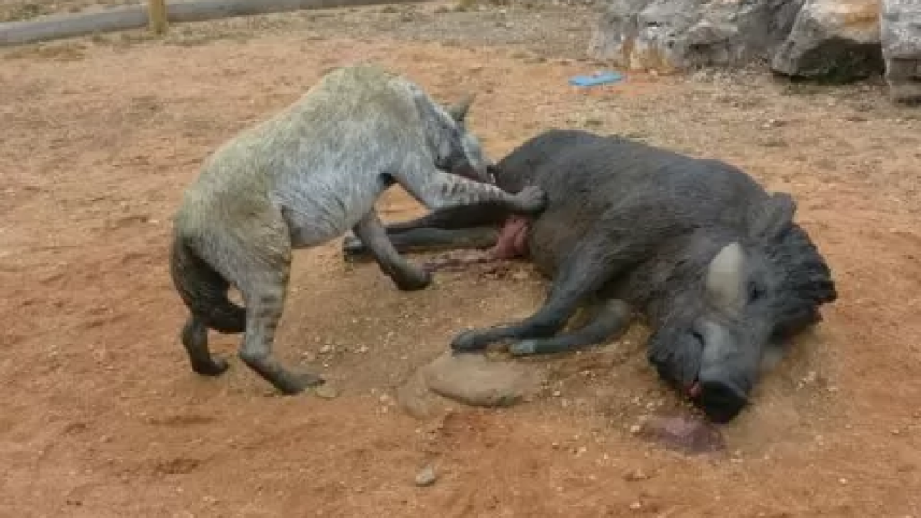 Safari por la Sabana del Turoliense en El Pobo .
