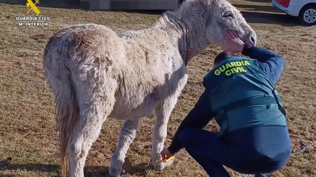 La Guardia Civil junto al burro maltratado