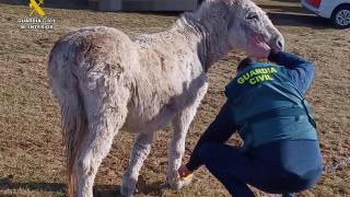 La Guardia Civil junto al burro maltratado