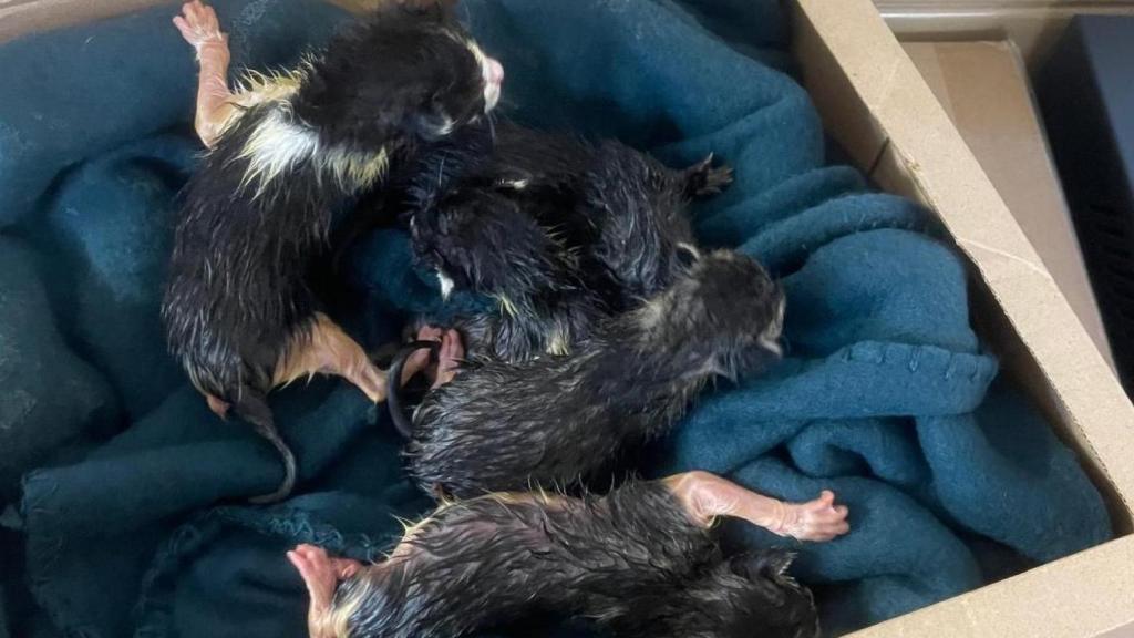 La Guardia Civil detiene a una mujer por abandonar cinco gatos recién nacidos en la basura
