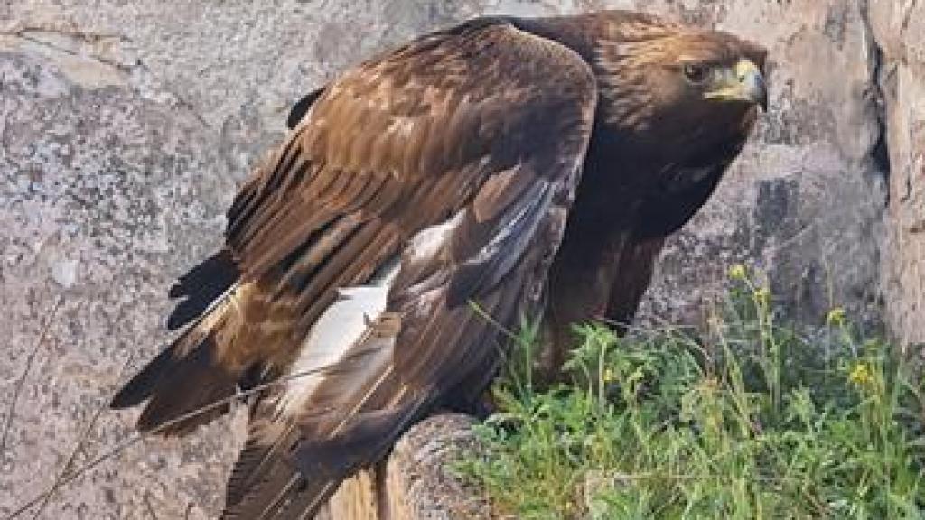Rescatan a un águila real al que habían disparado en una casa abandonada de un paraje de Ciudad Real