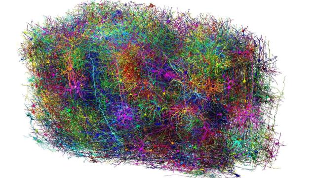 Unas 1.000 de las 120.000 células cerebrales reconstruidas por el proyecto MICRONS project