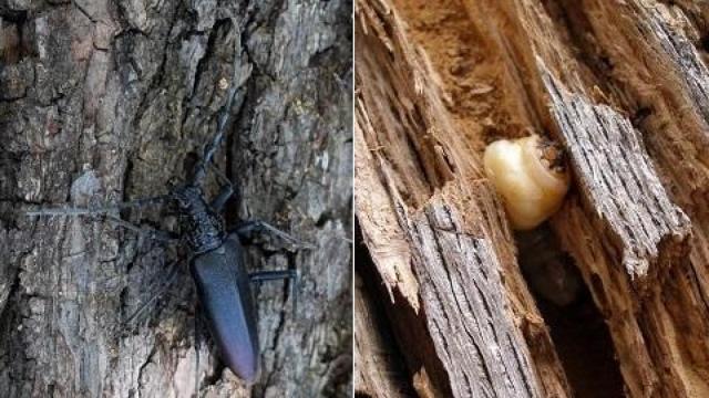 El insecto ‘Cerambyx cerdo’ se ceba con encinas, robles y alcornoques de las dehesas salmantinas