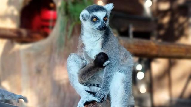 Un lémur del parque con su cría.