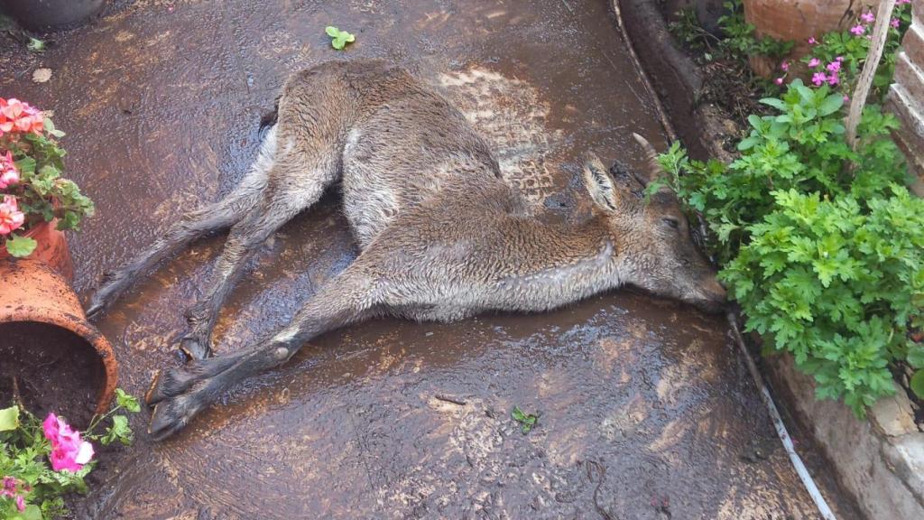 Ejemplar de cabra montés que se despeñó sobre el patio de una vivienda de Ribera de Cubas (Albacete).