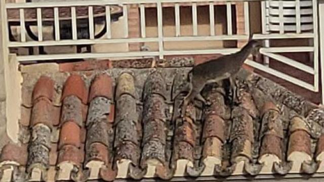 Una cabra sobre el tejado de una vivienda de Jorquera.