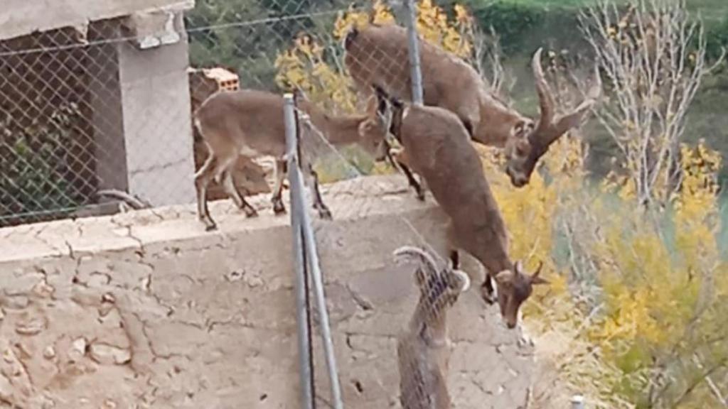 Cabras en el patio de una vivienda.