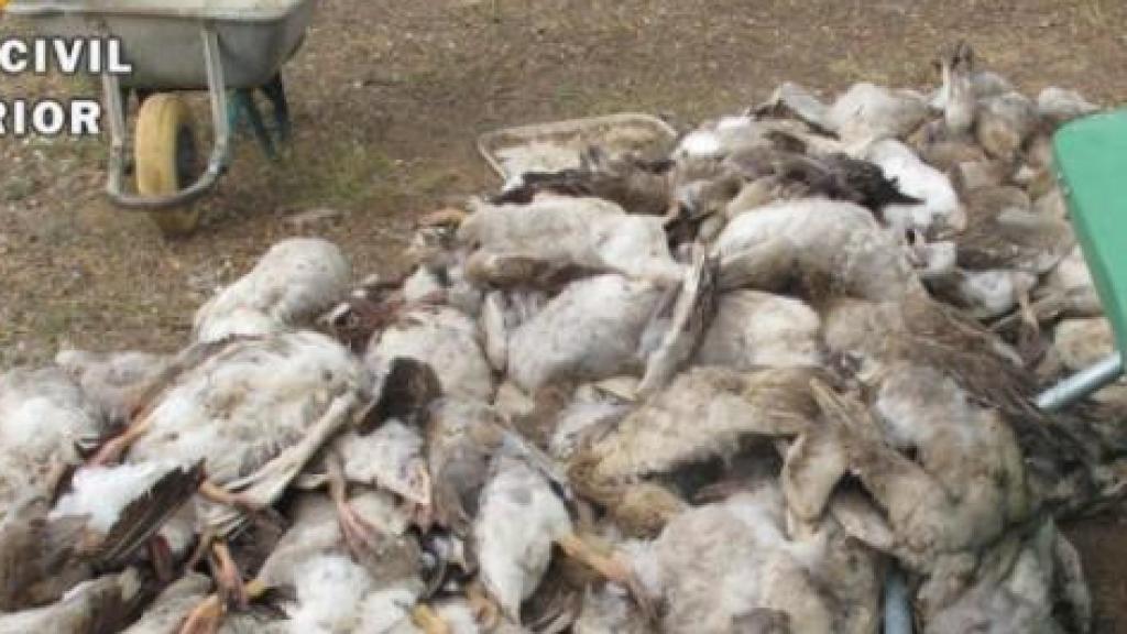 A la izquierda, Eduardo M. sujeta una de sus productos de foie; a la derecha, las ocas halladas muertas en la finca del dueño.