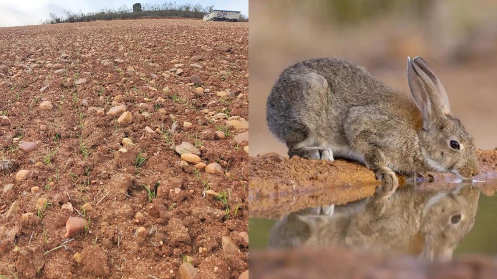 Una tierra de Madrid arrasada por un conejo salvaje.