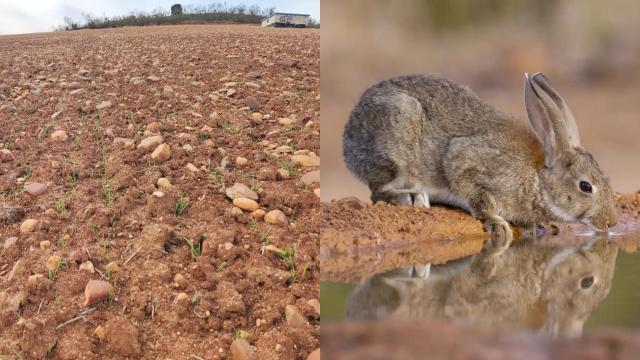Una tierra de Madrid arrasada por un conejo salvaje.