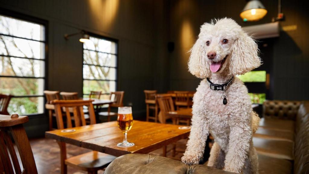 Las mascotas son bienvenidas en estos 14 restaurantes de Galicia
