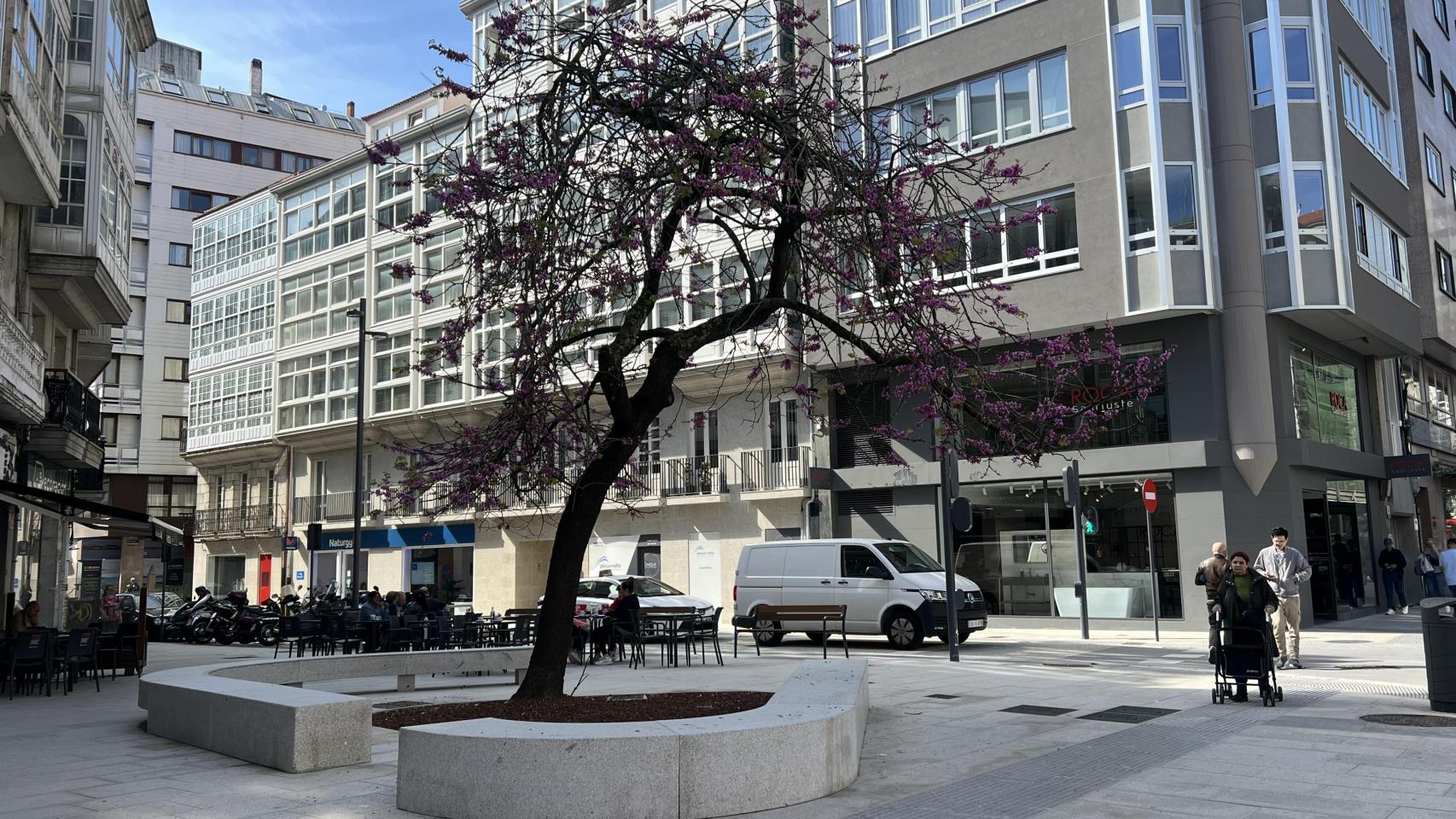 Florecen los árboles del amor en A Coruña.