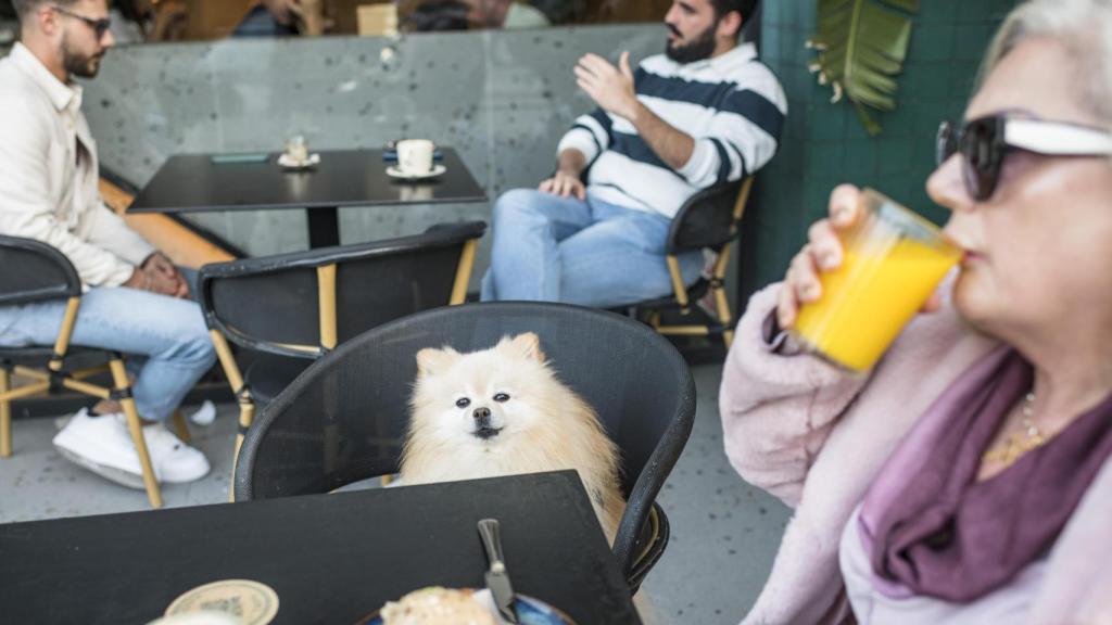 Los restaurantes de Málaga que aceptan mascotas.