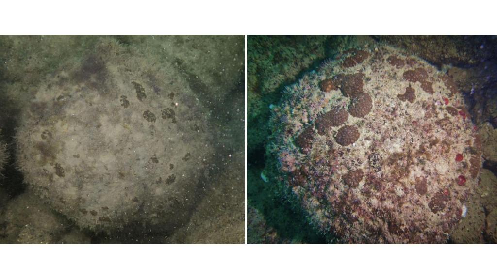 Imágenes del 'biotop' de Torredembarra.