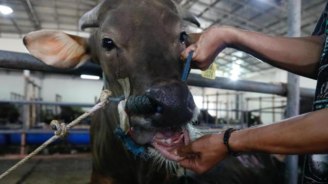 Un ganadero examina la boca de una vaca buscando signos de fiebre aftosa.