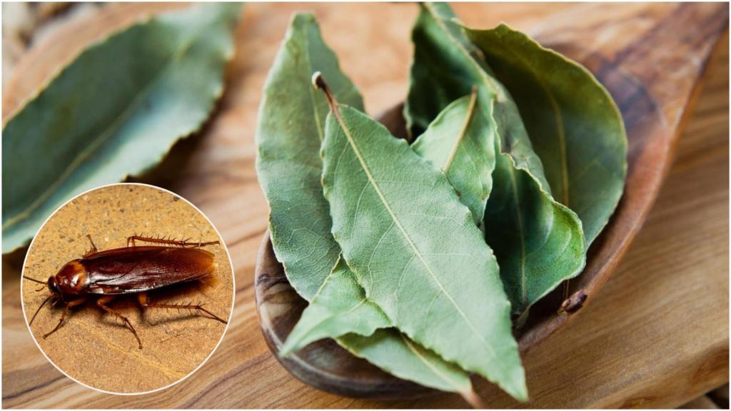 Imagen con hojas de laurel y una cucaracha.